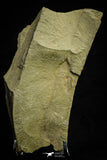 21071 - Rare Unidentified Asaphid Trilobite Lower Ordovician Fezouata Fm