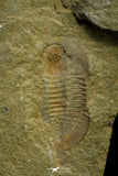 21071 - Rare Unidentified Asaphid Trilobite Lower Ordovician Fezouata Fm