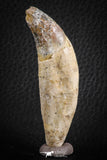 07094 -  Extremely Rare 2.99 Inch Pappocetus lugardi (Whale Ancestor) Incisor Rooted Tooth