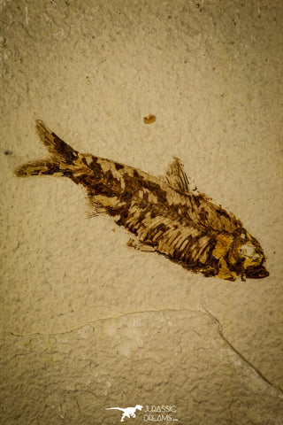 30076- Well Preserved Fossil Fish Knightia eocaena Eocene Wyoming