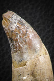 07094 -  Extremely Rare 2.99 Inch Pappocetus lugardi (Whale Ancestor) Incisor Rooted Tooth