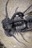 20025 - Museum Grade 2.60 Inch Dicranurus monstrosus Lower Devonian Trilobite