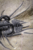 20025 - Museum Grade 2.60 Inch Dicranurus monstrosus Lower Devonian Trilobite