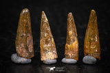 05582 - Great Collection of 4 Pterosaur (Coloborhynchus) Teeth Cretaceous KemKem Beds