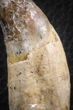 07094 -  Extremely Rare 2.99 Inch Pappocetus lugardi (Whale Ancestor) Incisor Rooted Tooth