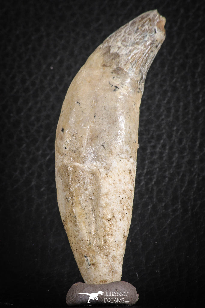 07094 -  Extremely Rare 2.99 Inch Pappocetus lugardi (Whale Ancestor) Incisor Rooted Tooth