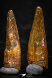 05582 - Great Collection of 4 Pterosaur (Coloborhynchus) Teeth Cretaceous KemKem Beds