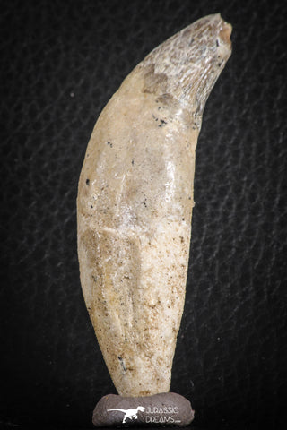 07094 -  Extremely Rare 2.99 Inch Pappocetus lugardi (Whale Ancestor) Incisor Rooted Tooth