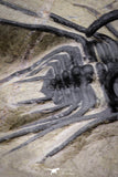20025 - Museum Grade 2.60 Inch Dicranurus monstrosus Lower Devonian Trilobite