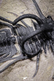 20025 - Museum Grade 2.60 Inch Dicranurus monstrosus Lower Devonian Trilobite