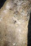 07094 -  Extremely Rare 2.99 Inch Pappocetus lugardi (Whale Ancestor) Incisor Rooted Tooth