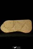 30077- Large Rhynchodercetis Needle Fish Fossil - Upper Cretaceous Morocco