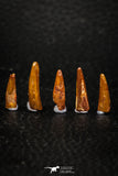 05583 - Great Collection of 5 Pterosaur (Coloborhynchus) Teeth Cretaceous KemKem Beds