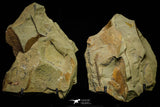 21073 - Rare Unidentified Asaphid Trilobite + Apatokephalus? Lower Ordovician Fezouata Fm
