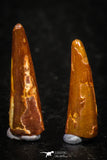 05583 - Great Collection of 5 Pterosaur (Coloborhynchus) Teeth Cretaceous KemKem Beds