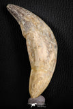 07095 -  Extremely Huge 5.47 Inch Pappocetus lugardi (Whale Ancestor) Incisor Rooted Tooth