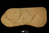 30077- Large Rhynchodercetis Needle Fish Fossil - Upper Cretaceous Morocco