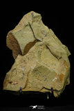 21073 - Rare Unidentified Asaphid Trilobite + Apatokephalus? Lower Ordovician Fezouata Fm