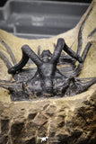 20025 - Museum Grade 2.60 Inch Dicranurus monstrosus Lower Devonian Trilobite