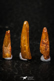 05583 - Great Collection of 5 Pterosaur (Coloborhynchus) Teeth Cretaceous KemKem Beds