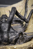 20025 - Museum Grade 2.60 Inch Dicranurus monstrosus Lower Devonian Trilobite