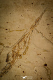 30077- Large Rhynchodercetis Needle Fish Fossil - Upper Cretaceous Morocco