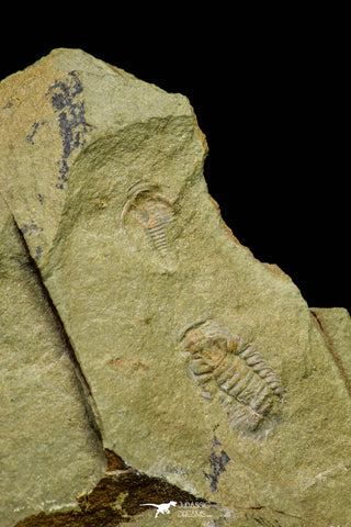 21073 - Rare Unidentified Asaphid Trilobite + Apatokephalus? Lower Ordovician Fezouata Fm