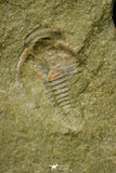 21073 - Rare Unidentified Asaphid Trilobite + Apatokephalus? Lower Ordovician Fezouata Fm
