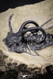 20025 - Museum Grade 2.60 Inch Dicranurus monstrosus Lower Devonian Trilobite