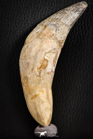 07095 -  Extremely Huge 5.47 Inch Pappocetus lugardi (Whale Ancestor) Incisor Rooted Tooth