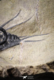 20025 - Museum Grade 2.60 Inch Dicranurus monstrosus Lower Devonian Trilobite