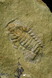 21073 - Rare Unidentified Asaphid Trilobite + Apatokephalus? Lower Ordovician Fezouata Fm