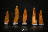 05583 - Great Collection of 5 Pterosaur (Coloborhynchus) Teeth Cretaceous KemKem Beds