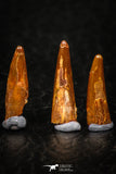 05583 - Great Collection of 5 Pterosaur (Coloborhynchus) Teeth Cretaceous KemKem Beds