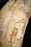 07095 -  Extremely Huge 5.47 Inch Pappocetus lugardi (Whale Ancestor) Incisor Rooted Tooth