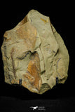 21073 - Rare Unidentified Asaphid Trilobite + Apatokephalus? Lower Ordovician Fezouata Fm