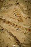 30077- Large Rhynchodercetis Needle Fish Fossil - Upper Cretaceous Morocco