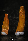 05583 - Great Collection of 5 Pterosaur (Coloborhynchus) Teeth Cretaceous KemKem Beds