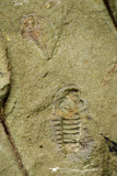 21073 - Rare Unidentified Asaphid Trilobite + Apatokephalus? Lower Ordovician Fezouata Fm