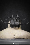 20026 - Museum Grade 2.86 Inch Dicranurus monstrosus Lower Devonian Trilobite