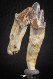 07096 -  Top Rare 2.02 Inch Pappocetus lugardi (Whale Ancestor) Molar Rooted Tooth