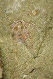 21073 - Rare Unidentified Asaphid Trilobite + Apatokephalus? Lower Ordovician Fezouata Fm