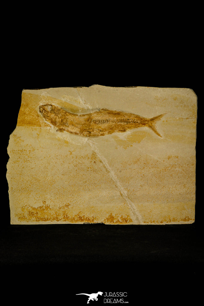 30078- Large Tharsis Dubius Fish Fossil - Jurassic Solnhofen