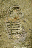 21073 - Rare Unidentified Asaphid Trilobite + Apatokephalus? Lower Ordovician Fezouata Fm
