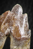 07096 -  Top Rare 2.02 Inch Pappocetus lugardi (Whale Ancestor) Molar Rooted Tooth