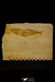 30078- Large Tharsis Dubius Fish Fossil - Jurassic Solnhofen