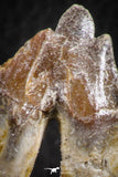 07096 -  Top Rare 2.02 Inch Pappocetus lugardi (Whale Ancestor) Molar Rooted Tooth