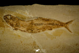 30078- Large Tharsis Dubius Fish Fossil - Jurassic Solnhofen