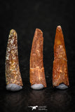 05584 - Great Collection of 3 Pterosaur (Coloborhynchus) Teeth Cretaceous KemKem Beds