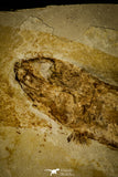 30078- Large Tharsis Dubius Fish Fossil - Jurassic Solnhofen